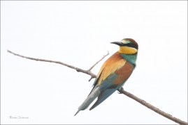 <p>VLHA PESTRÁ (Merops apiaster) jižní Morava ----- /European bee-eater - Bienenfresser/</p>